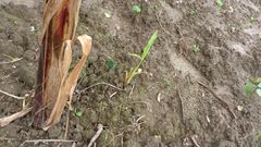 待望の!白斑開花!