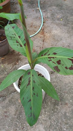 待望の!白斑開花!