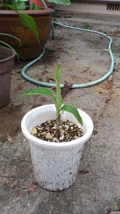 待望の!白斑開花!