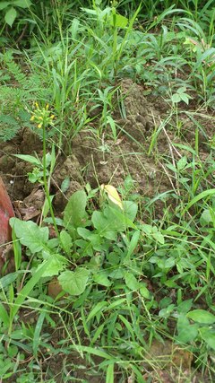 待望の!白斑開花!