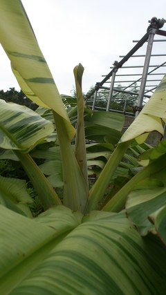 待望の!白斑開花!