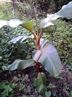 ブラジルバナナ収穫