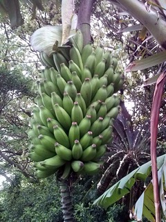ブラジルバナナ収穫