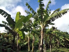 ブラジルバナナ収穫