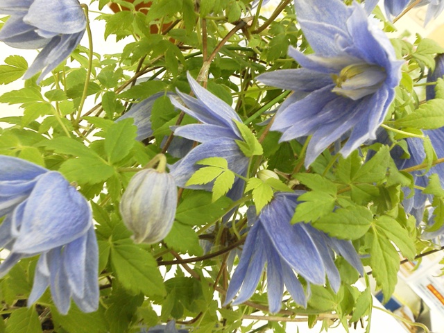 お花のご紹介・～春