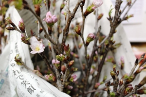 春～spring～