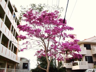 南国楽園