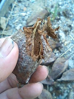 サガリバナの種