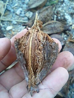 サガリバナの種