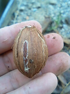 サガリバナの種