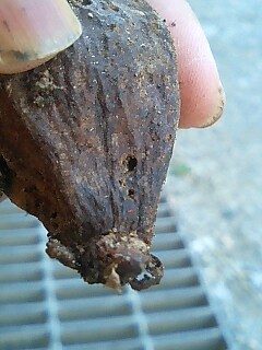 サガリバナの種