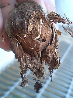 サガリバナの種