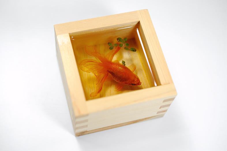 気になった金魚