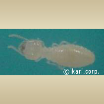 シロアリのくすり!