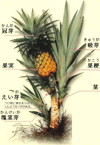 家の花華
