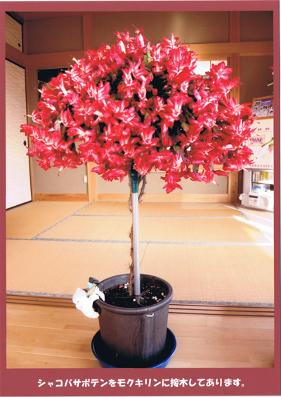 家の花華