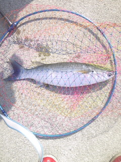 癒し釣行②