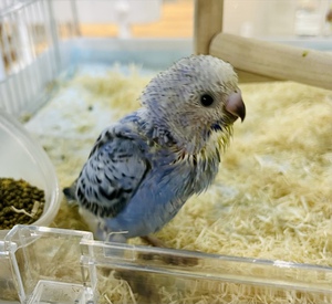 5/23 小動物生体の入荷案内 5/23 小動物生体の入荷案内