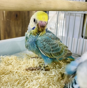 5/23 小動物生体の入荷案内 5/23 小動物生体の入荷案内