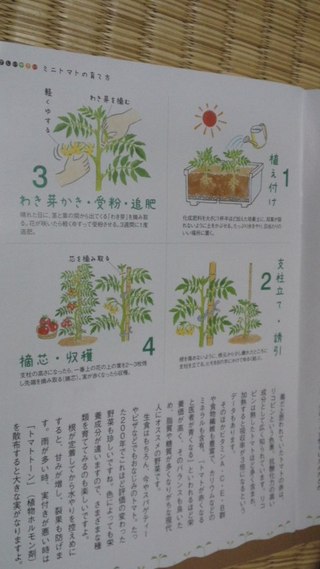 トマト日記3
