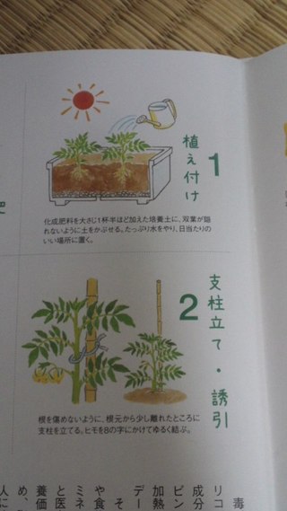 トマト日記3