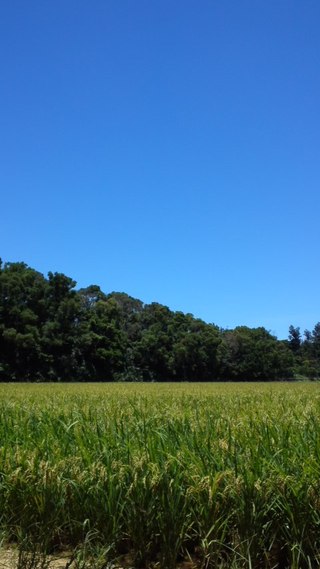 田んぼ2