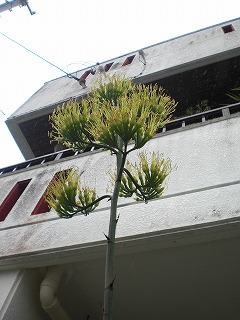 coracao