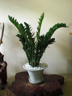 Zamioculcas