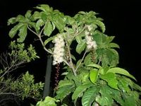 さがり花 2008/07/10 17:03:21