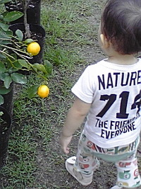 植木市 2008/06/14 18:39:10
