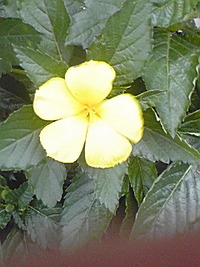 恩恵 2008/06/22 11:06:50