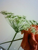 VD☆flower