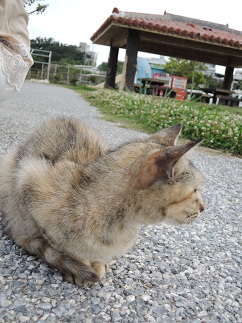 ネコ三昧