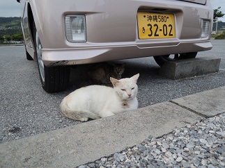 ネコ三昧