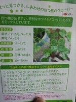 しあわせの四つ葉