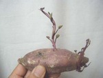 おやつ