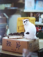 沖縄猫小