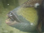 黒島研究所