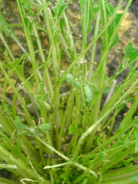 野菜畑の様子