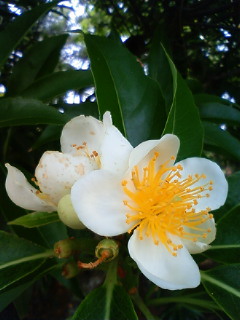花の癒し