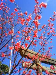 普天満神宮