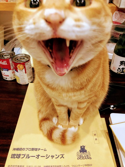 琉球ブルーオーシャンズ