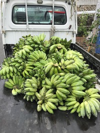もちっ娘バナナ収穫