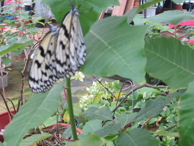ガーデン散策　蝶を観る