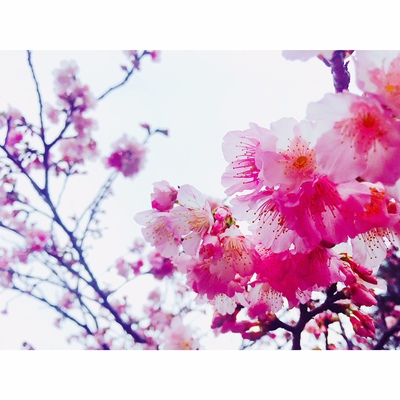 久米島の桜(*^∀^*)