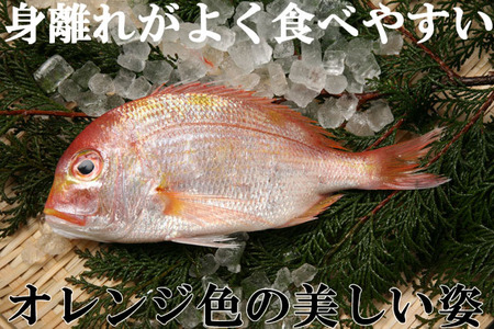 連子鯛の日