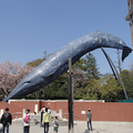 シロナガスクジラ（実物大）