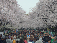 上野公園の桜は満開