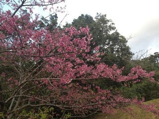 桜~(*´∀`*)