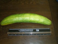 雨の力